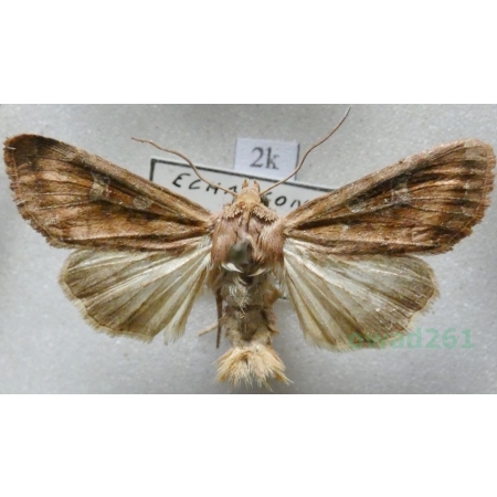 Lacanobia  splendens (Hübner, 1808) Slovakia2k